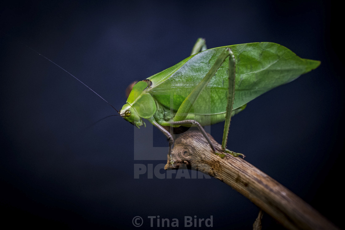 "Katydid" stock image