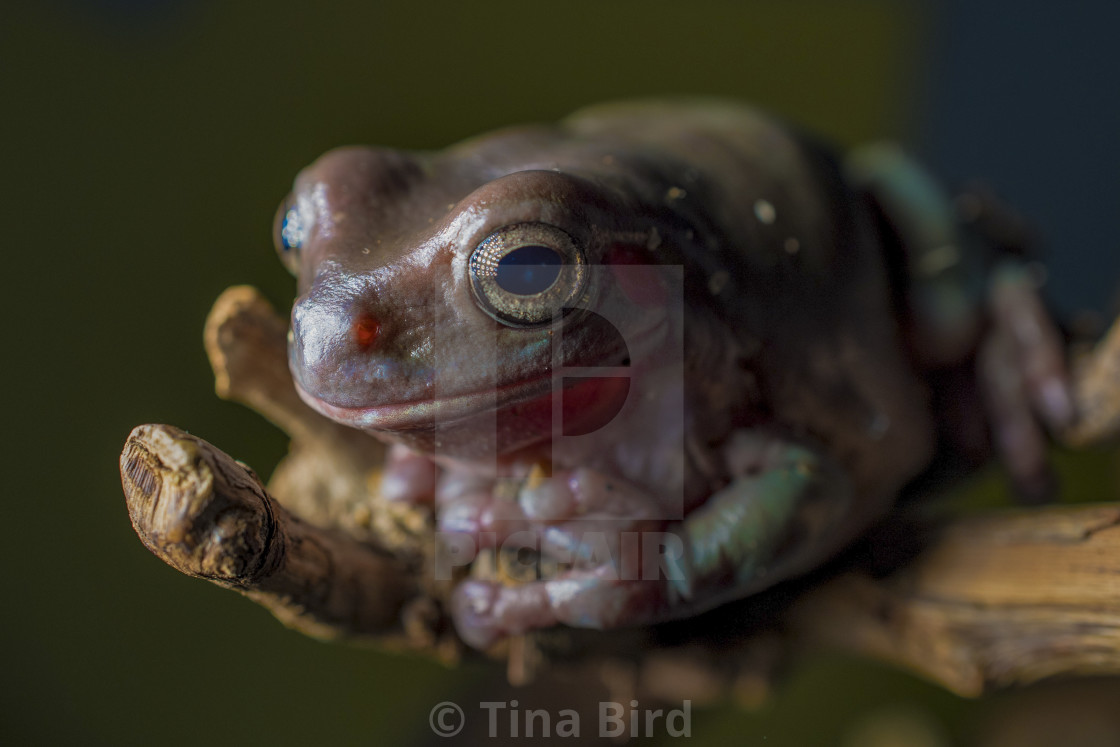 "Frog Close-up" stock image