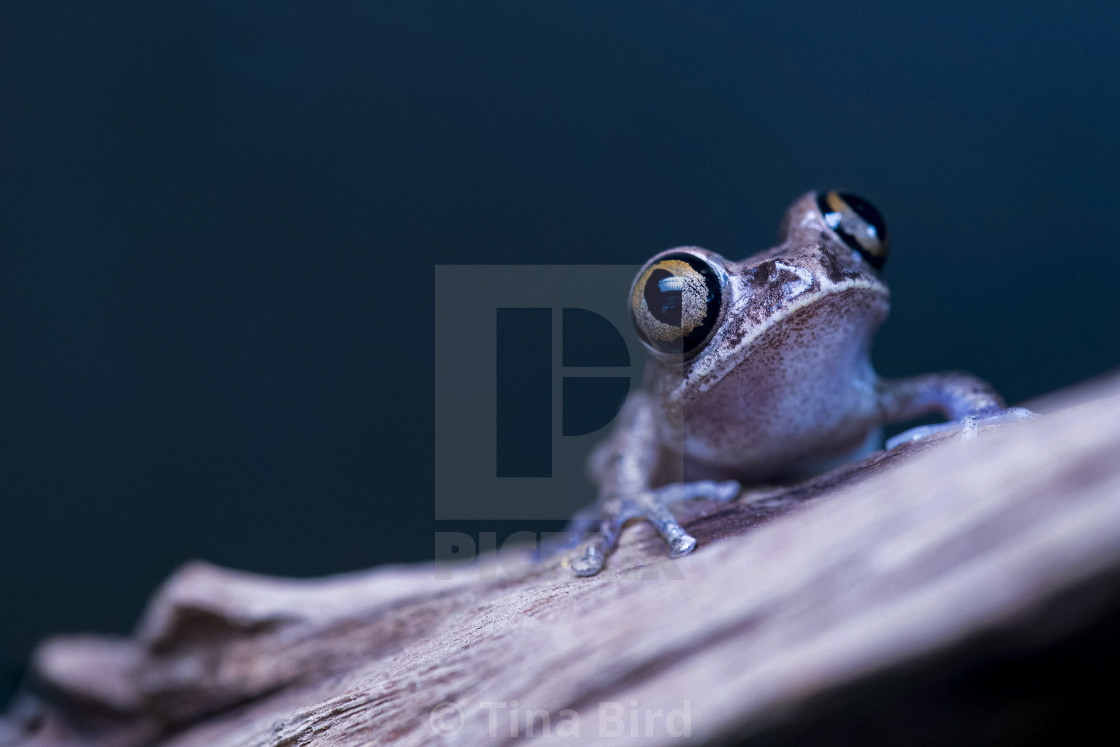 "Small Frog Portrait" stock image