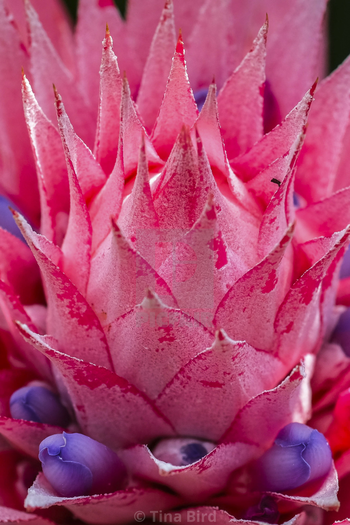 "Macro shot of Bromeliad" stock image