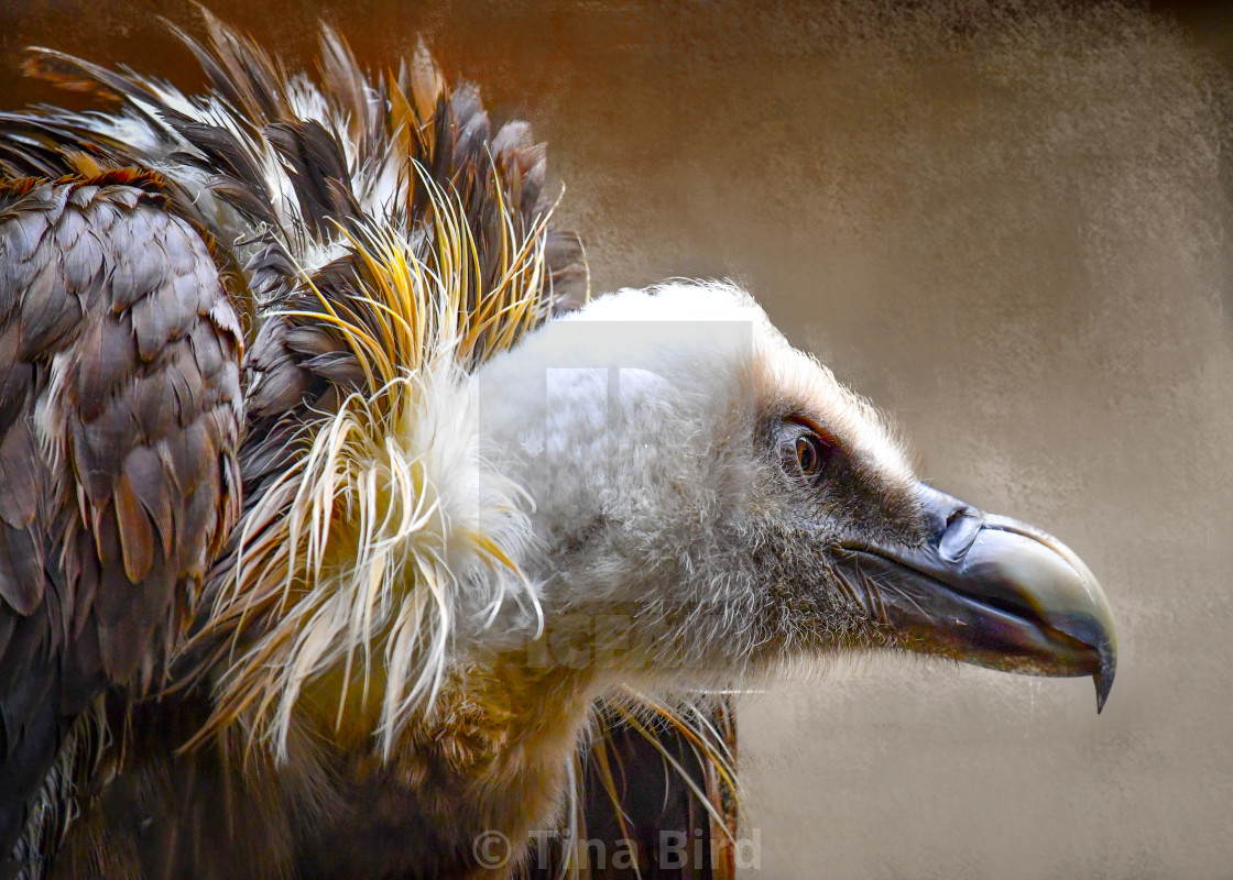 "Eurasian Griffon Vulture" stock image