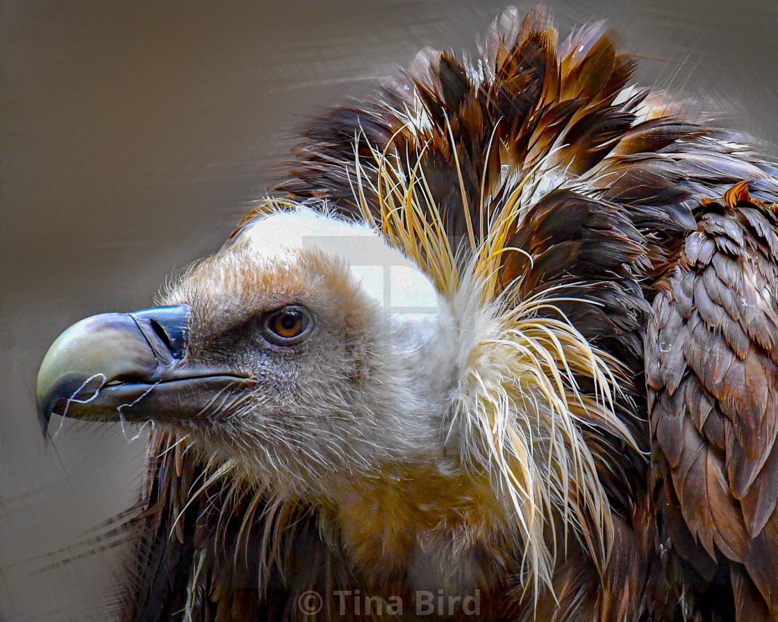 "Eurasian Griffon Vulture" stock image