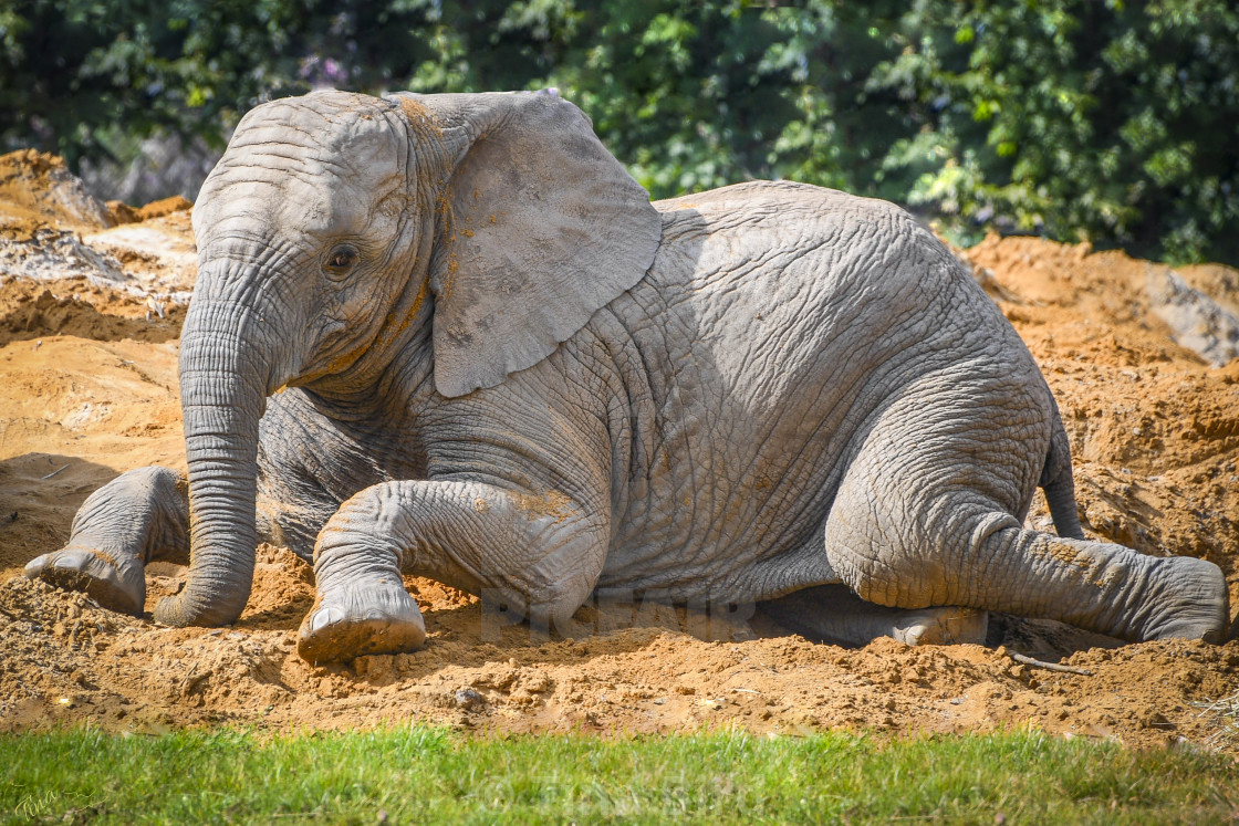 "Elephant Calf" stock image