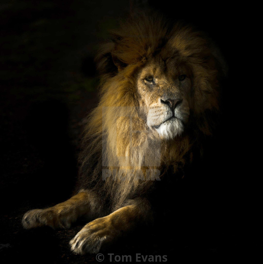 Proud Lion in dramatic light - License, download or print for £12.40 | Photos Picfair