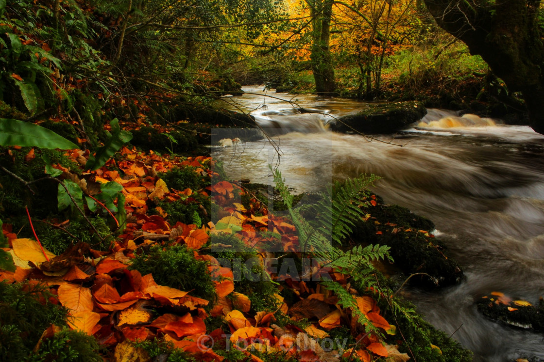 "Autumn river" stock image