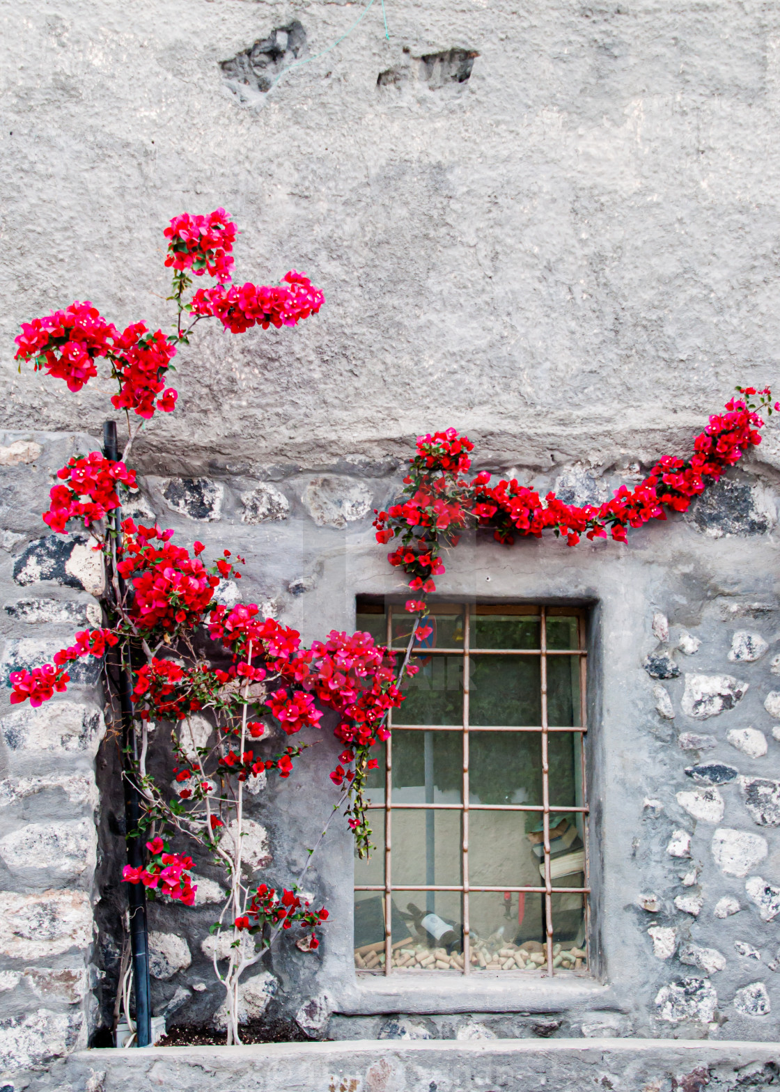"Flowers on the Wall" by Tom Hannan - $12.70 "Flowers on the Wall" stock image
