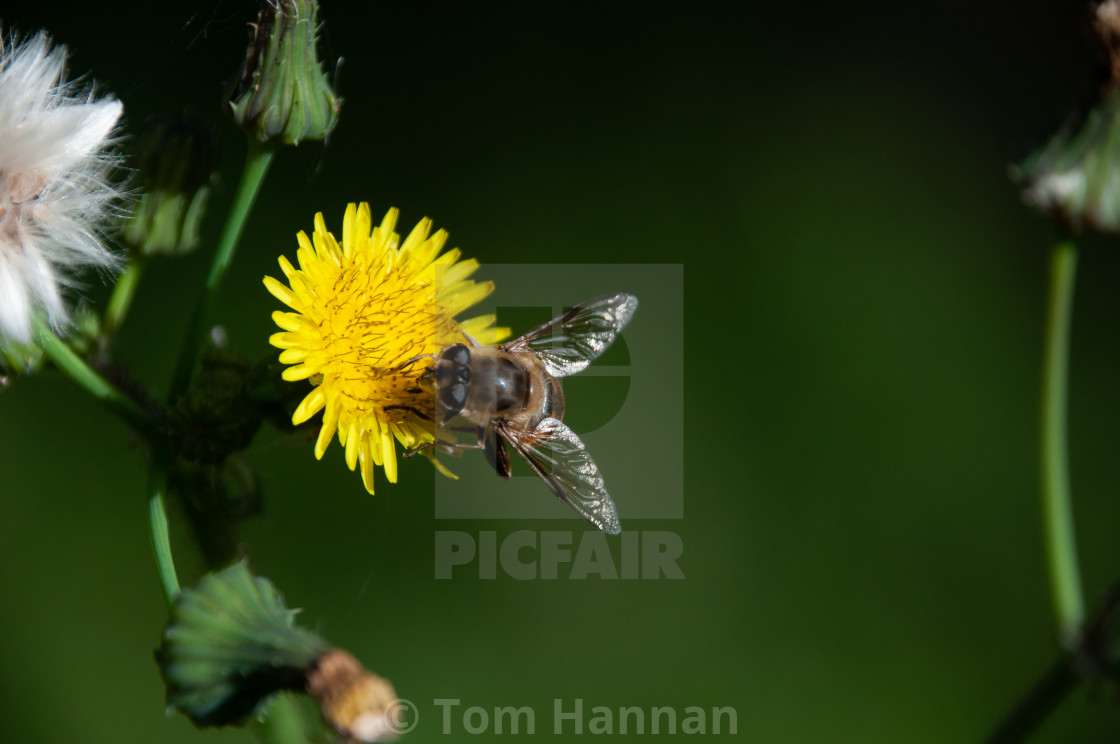 "Insectlife @ Dunnottar" by Tom Hannan - $15.81 "Insectlife @ Dunnottar" stock image
