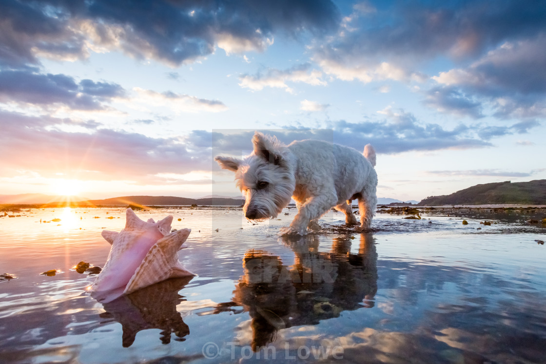 "Beachcomber" stock image