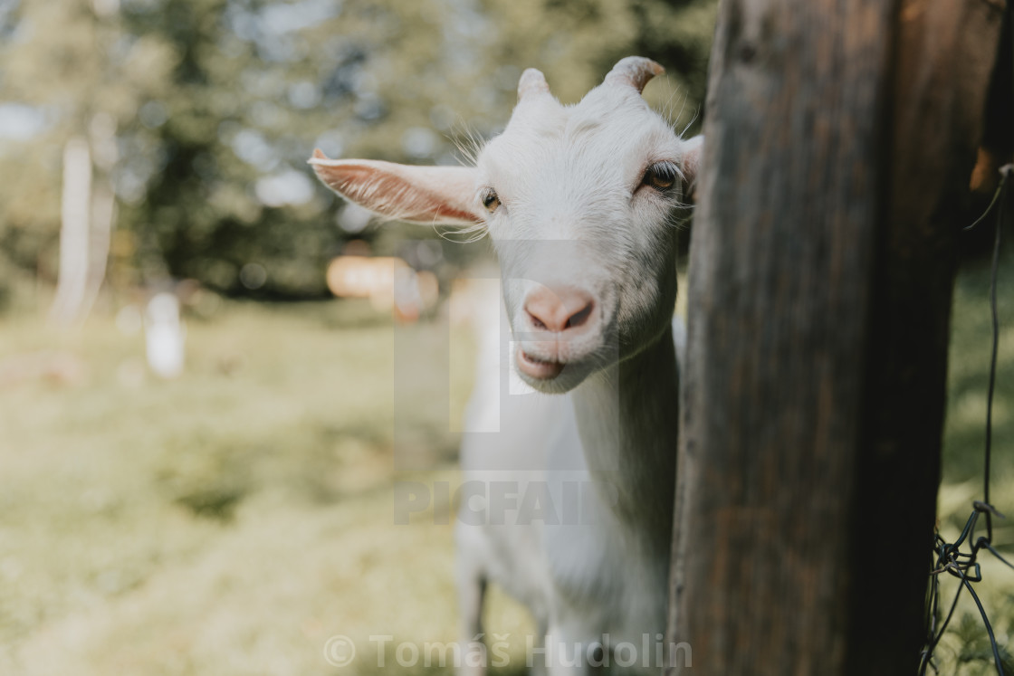 "Funny looking, curious young white horned chewing goat" stock image