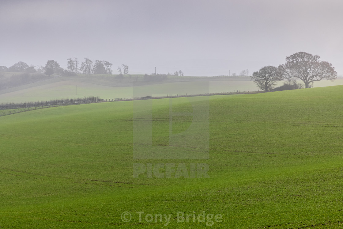 "Misty afternoon on Cranborne Chase" by Tony Bridge - £50.00 "Misty afternoon on Cranborne Chase" stock image