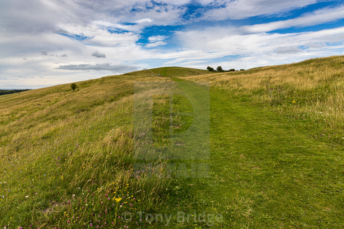 "Tan Hill Way, Pewsey Downs" by Tony Bridge - £40.00 "Tan Hill Way, Pewsey Downs" stock image