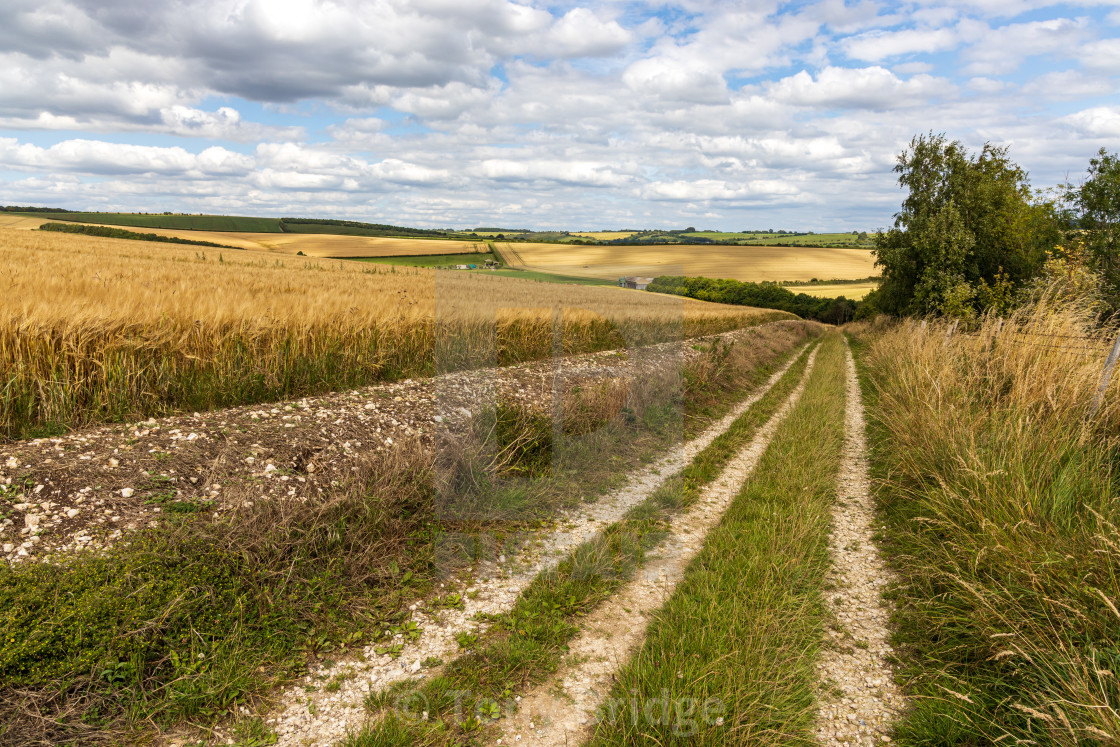 "Marlborough Downs byway" by Tony Bridge - £40.00 "Marlborough Downs byway" stock image