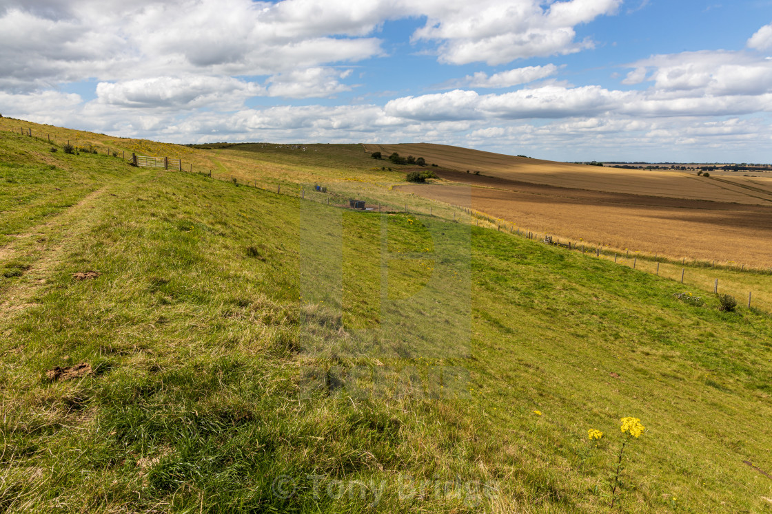 "Marlborough Downs farmland" by Tony Bridge - £40.00 "Marlborough Downs farmland" stock image
