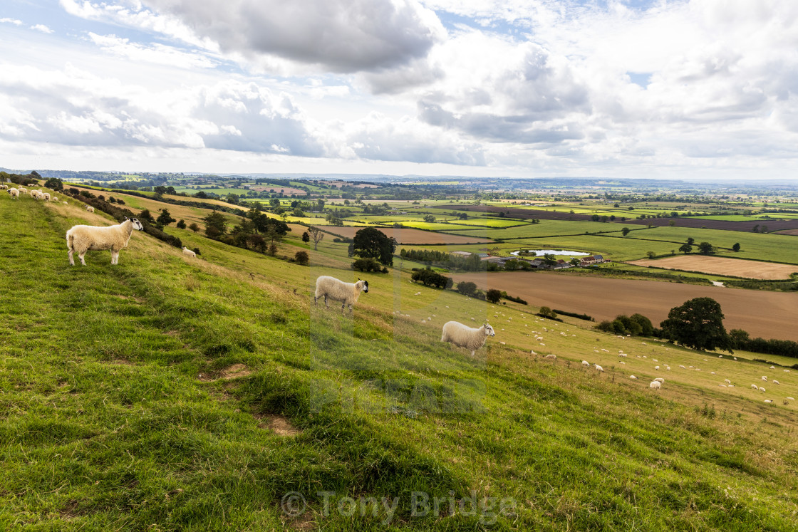 "Sheep crossing Corton Ridge" by Tony Bridge - £40.00 "Sheep crossing Corton Ridge" stock image