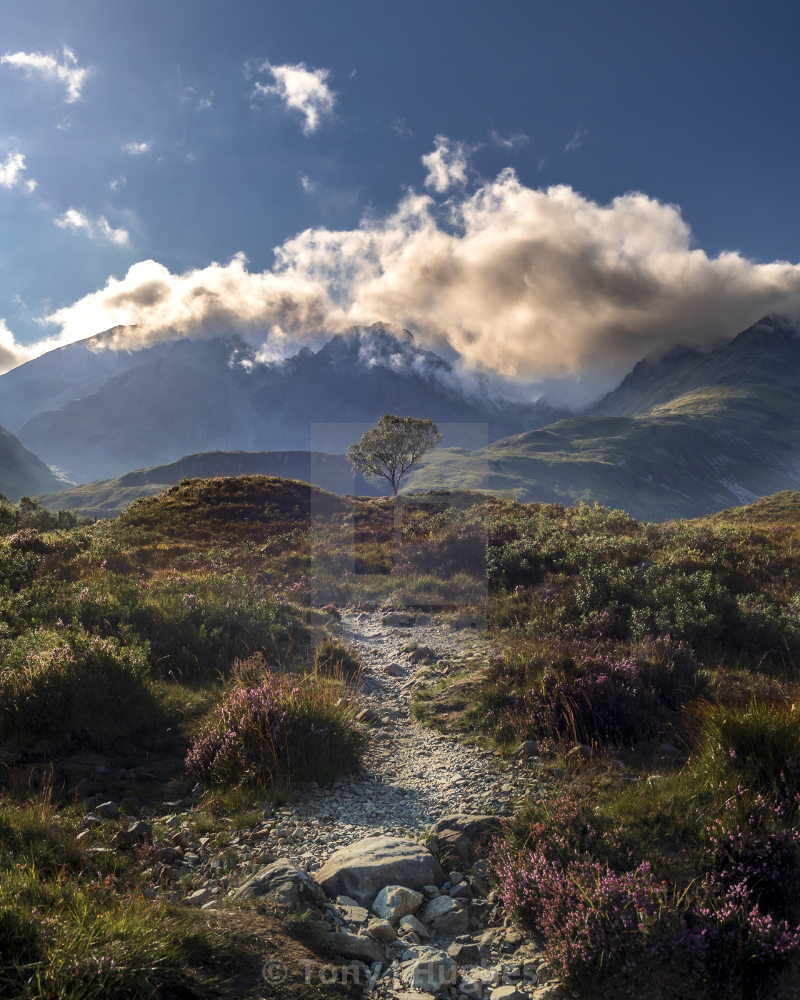 "Elgol Lone Tree" by Tony J Hughes - £30.00 "Elgol Lone Tree" stock image