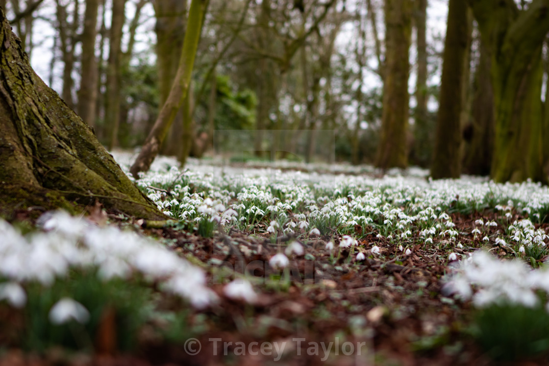 "Snonwdrops" stock image