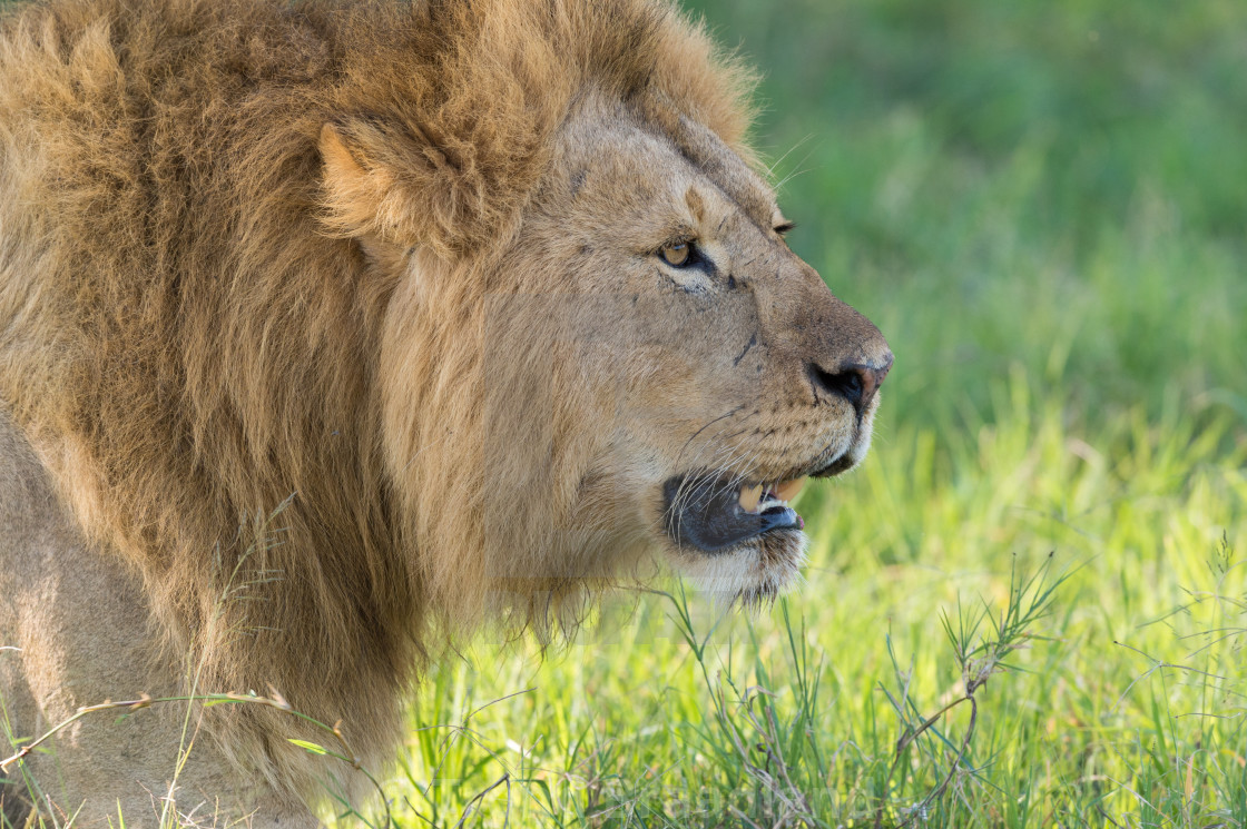 "Male lion" stock image