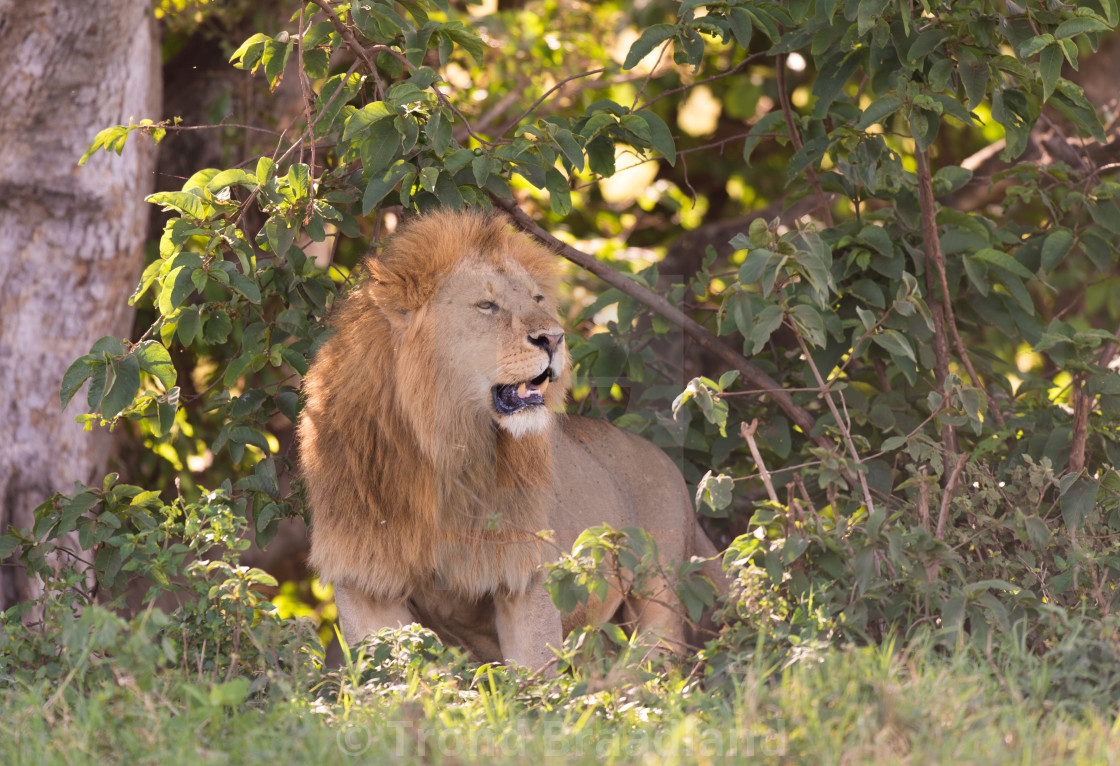 "Male lion" stock image