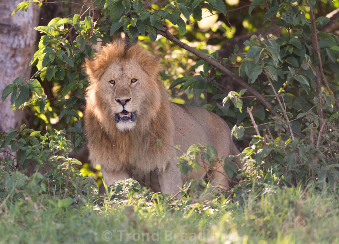 "Male lion" stock image