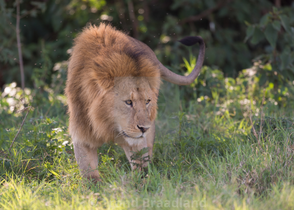 "Male lion" stock image