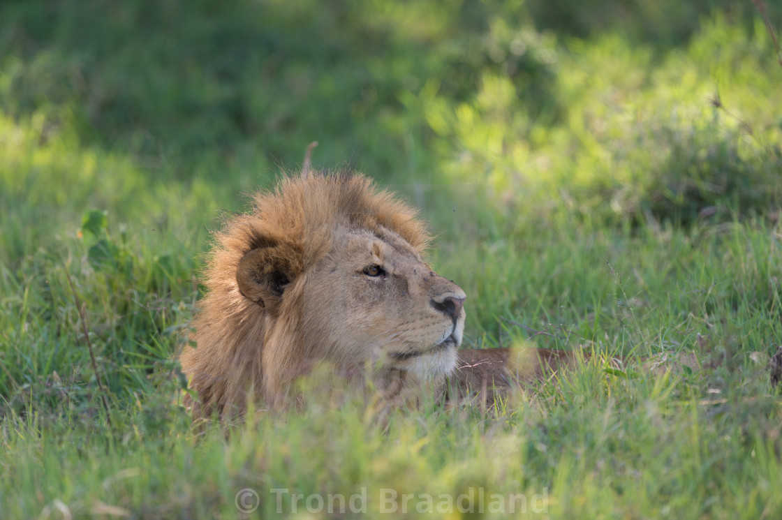 "Male lion" stock image