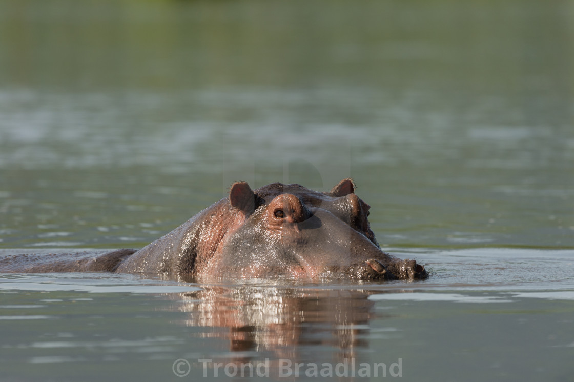 "Hippopotamus" stock image