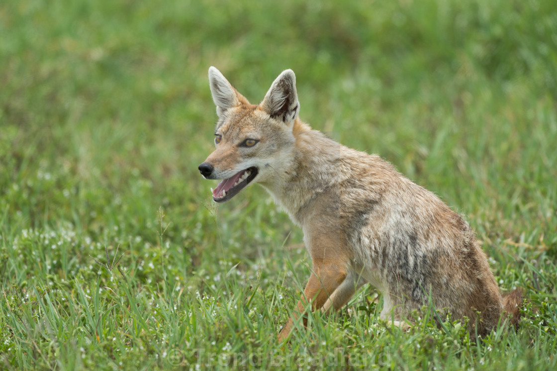 "Golden jackal" stock image