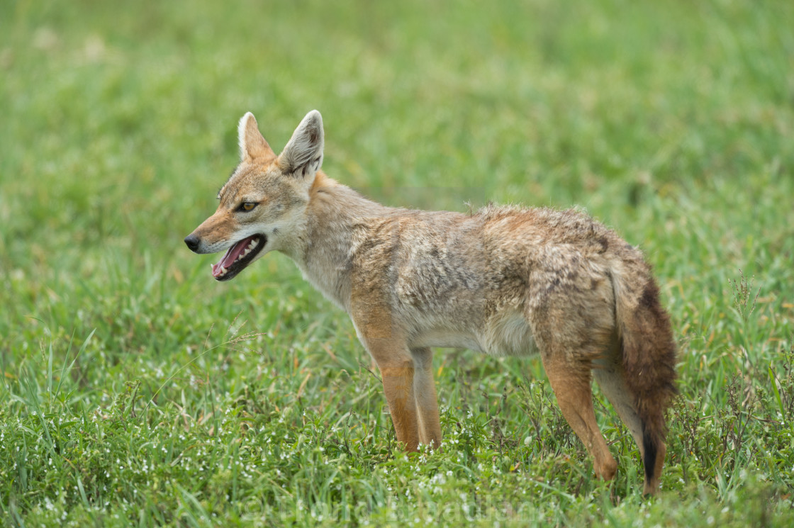 "Golden jackal" stock image