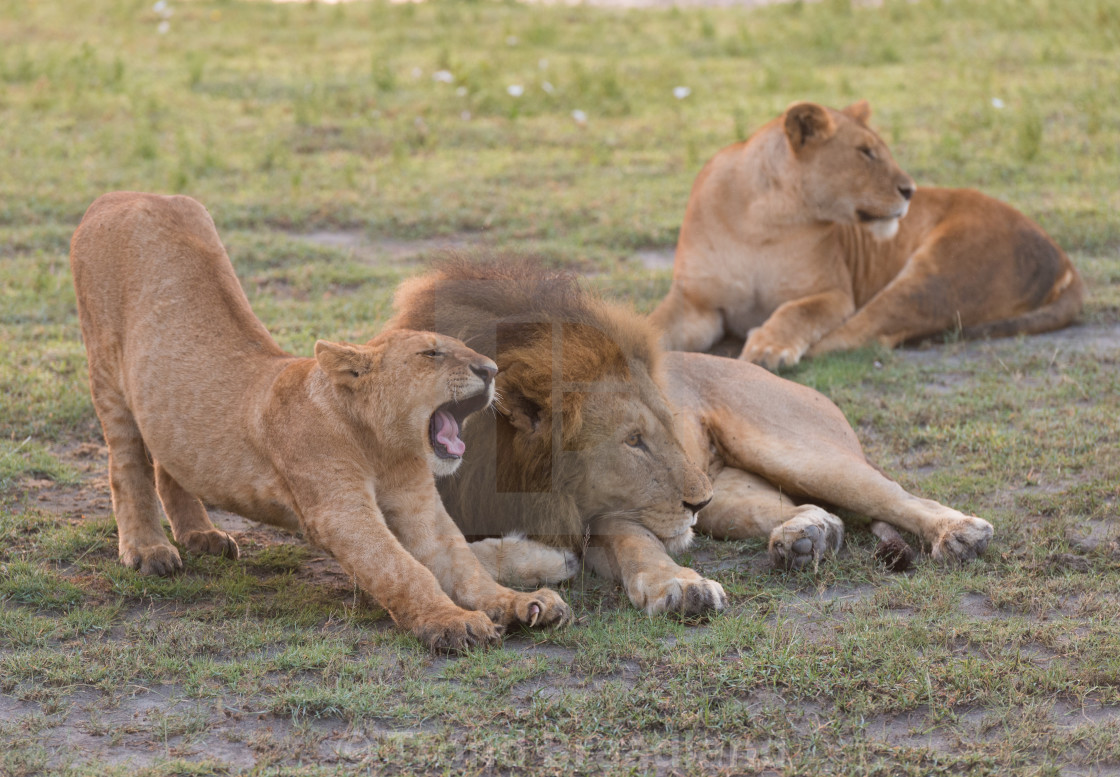 "Lions" stock image