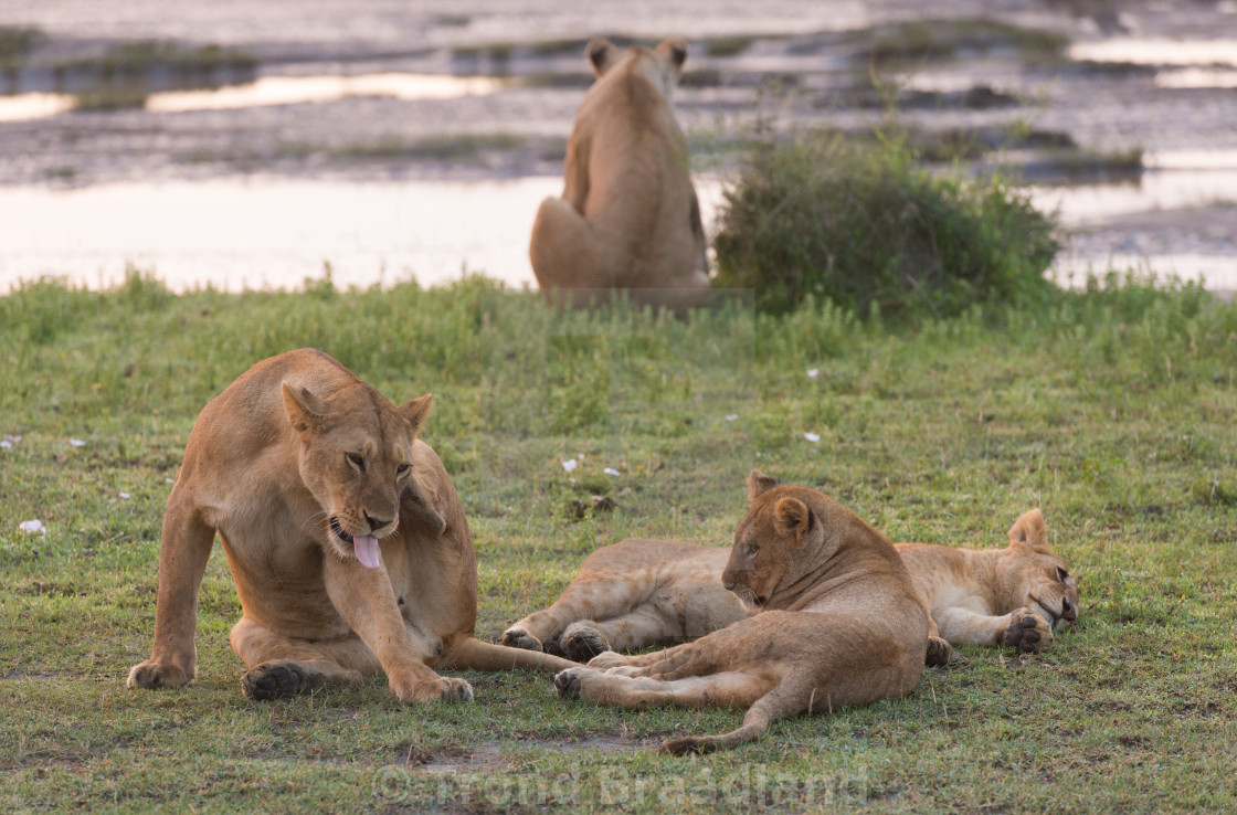 "Lion" stock image