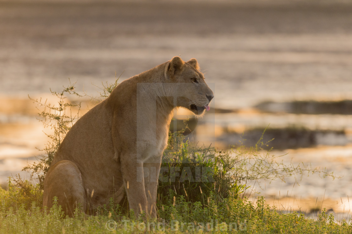 "Lioness" stock image