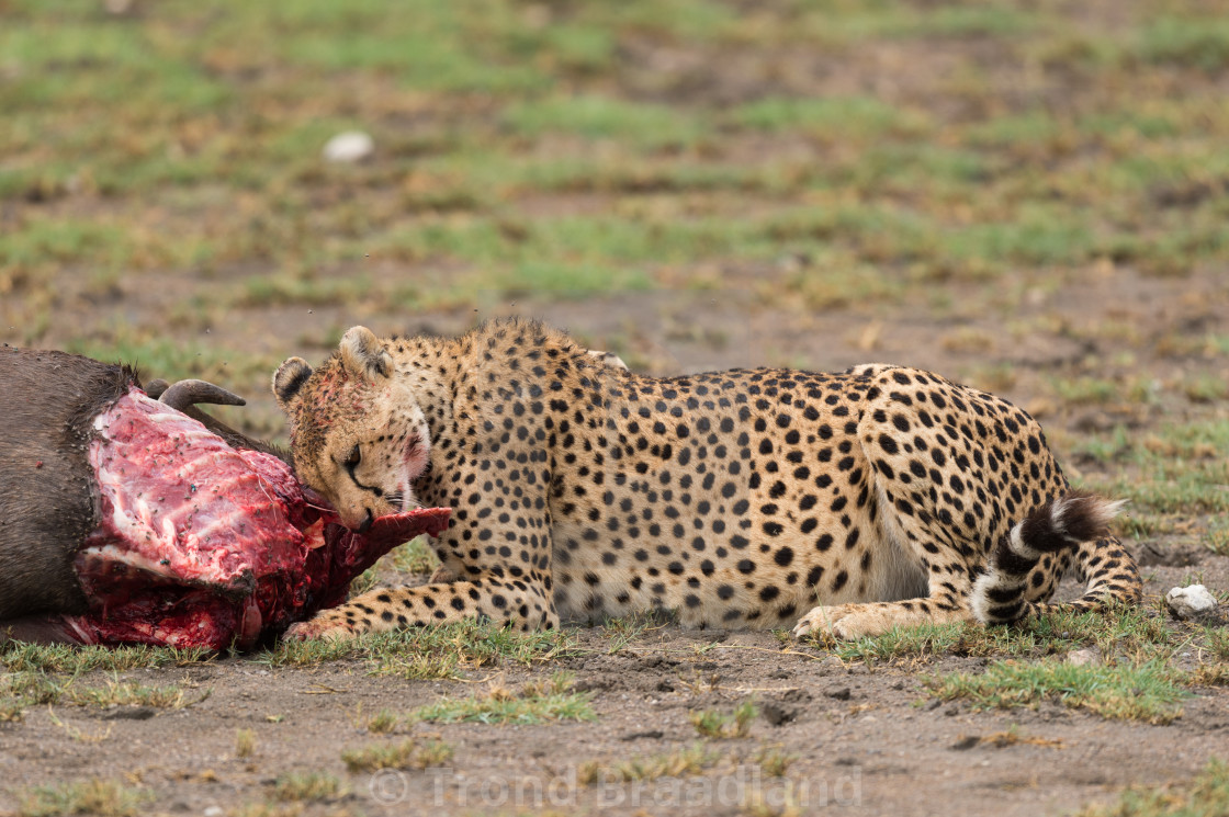 "Cheetah" stock image