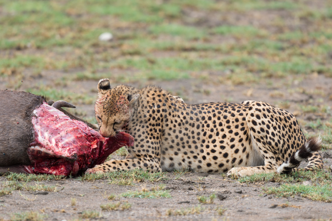 "Cheetah" stock image