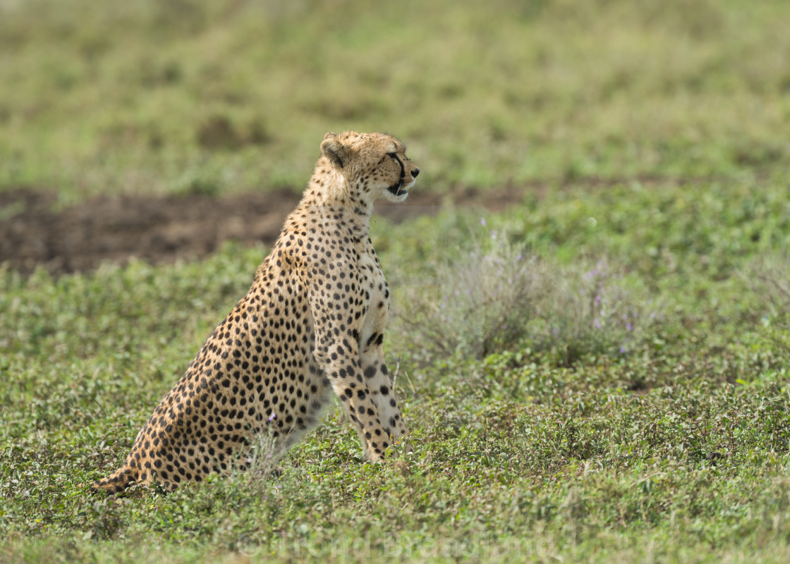 "cheetah" stock image