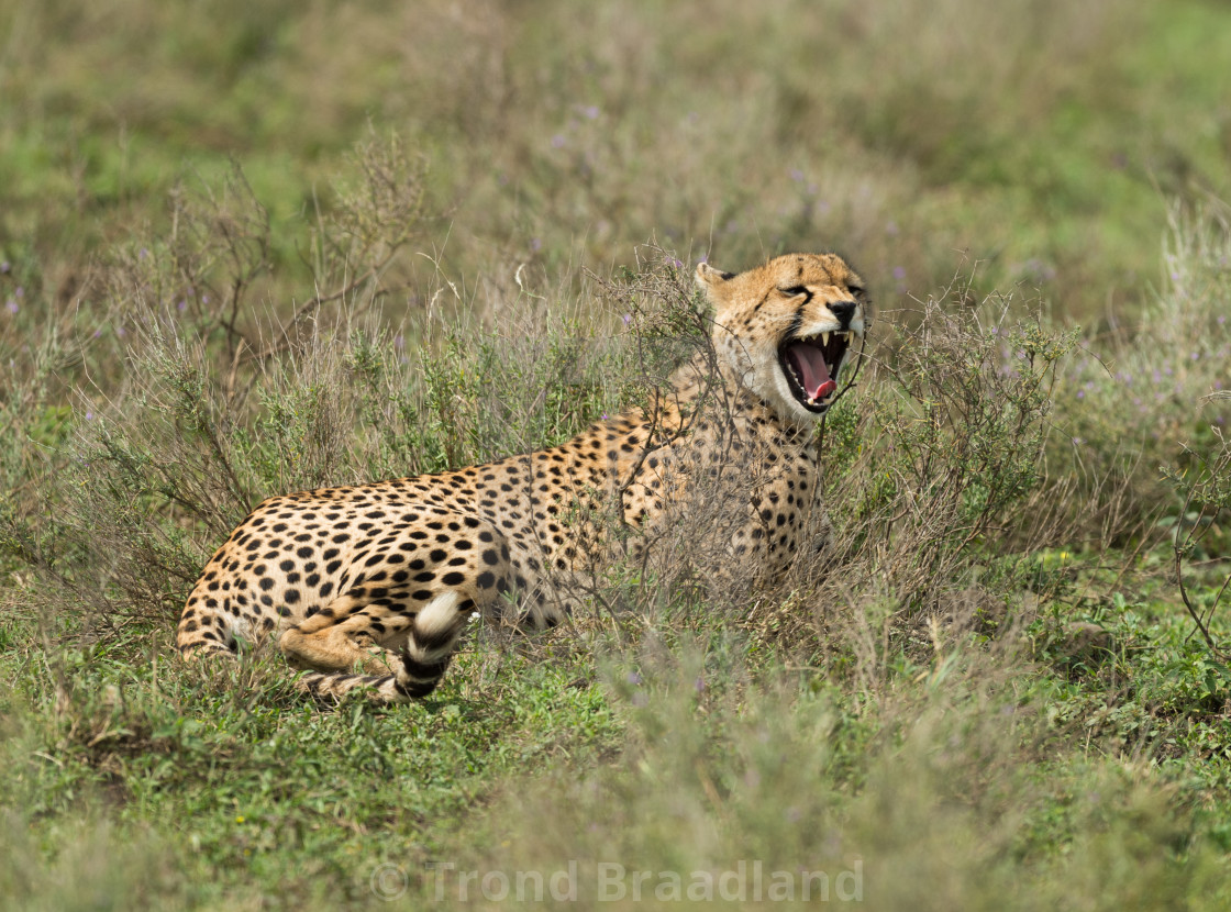 "Cheetah" stock image