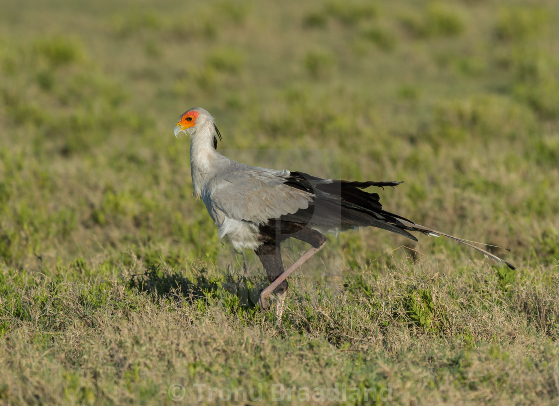 "Secretarybird" stock image