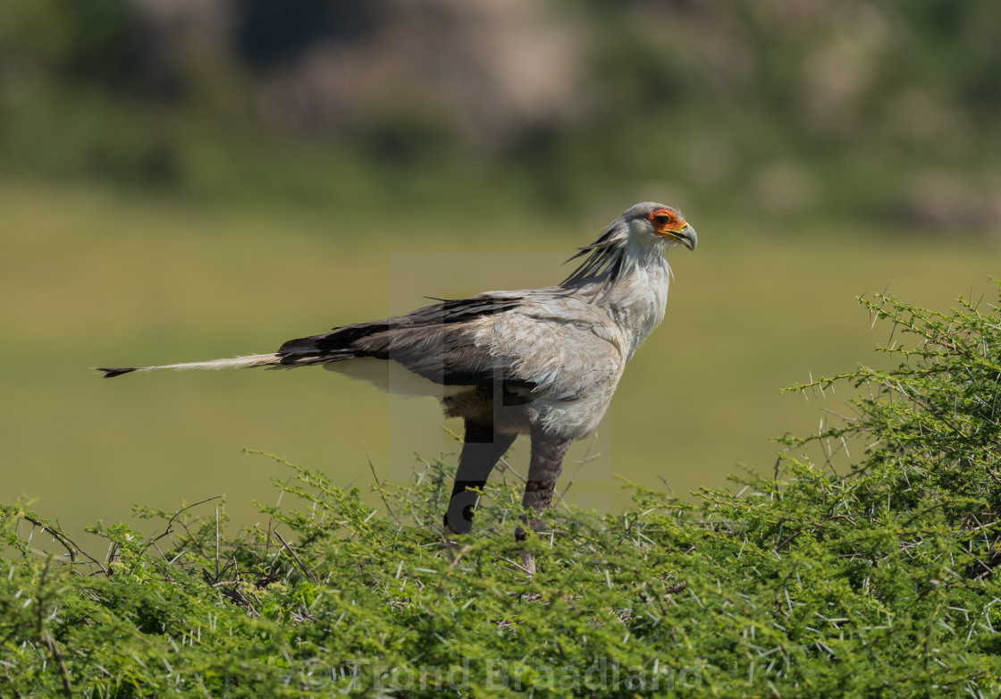 "Secretarybird" stock image