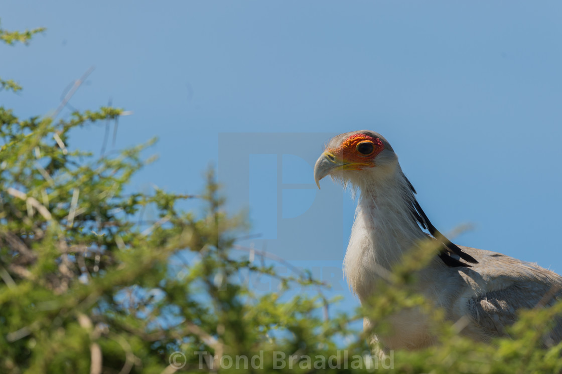 "Secretarybird" stock image