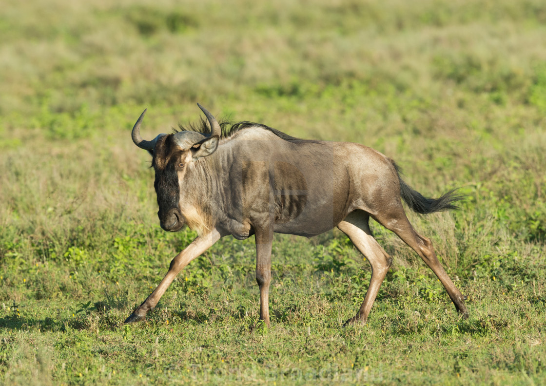 "Blue wildebeest" stock image