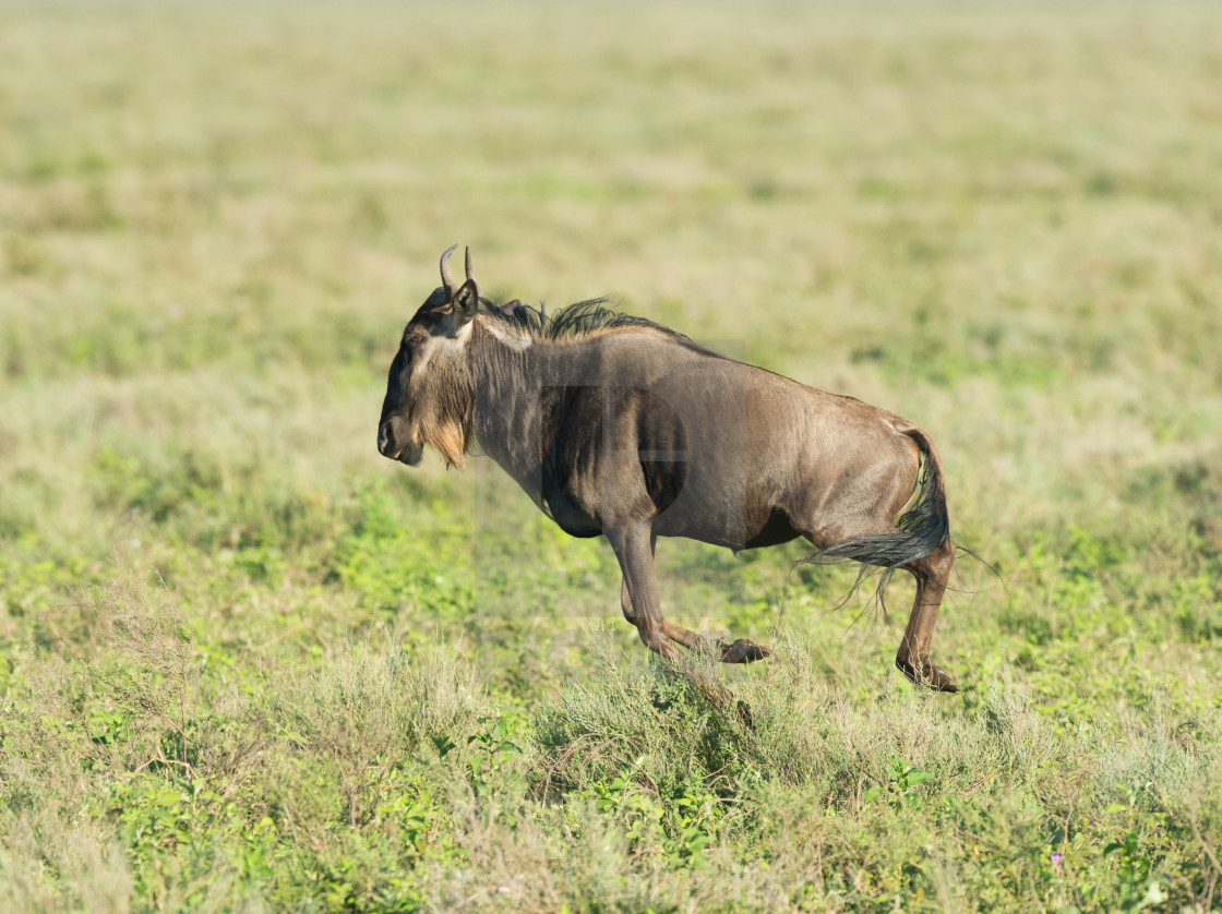 "Blue wildebeest" stock image