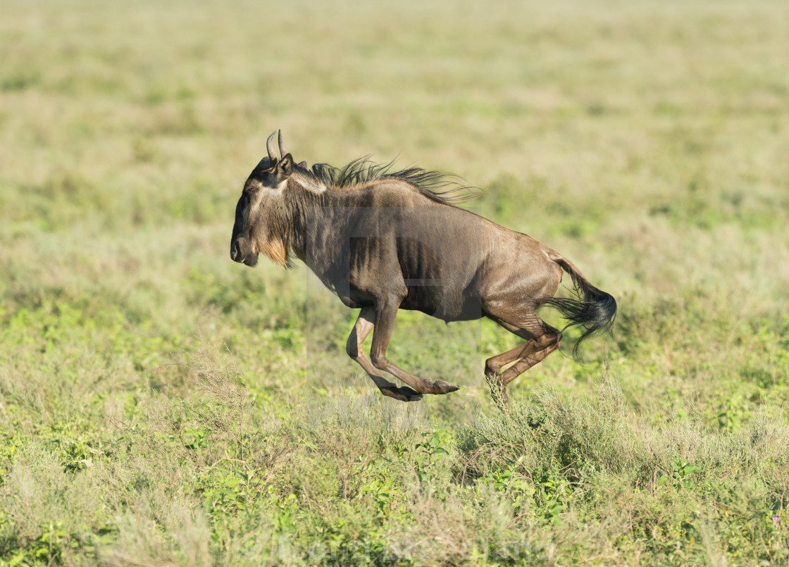 "Blue wildebeest" stock image