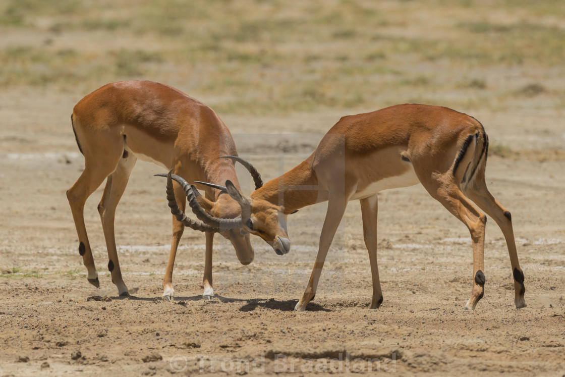 "Impalas" stock image