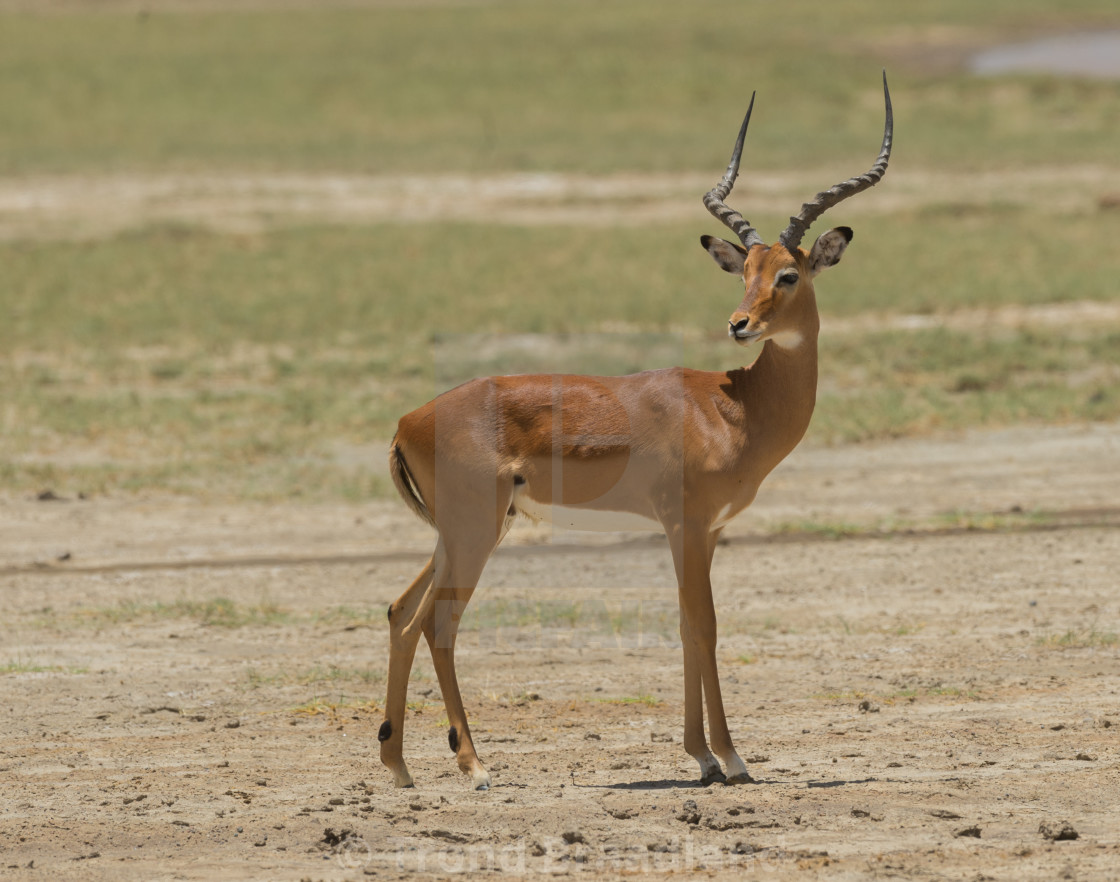 "Impala" stock image