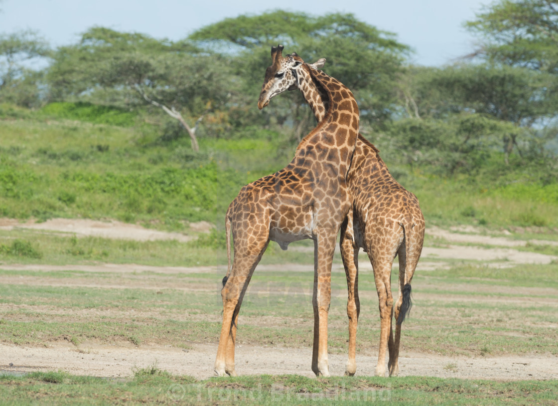 "Giraffes" stock image