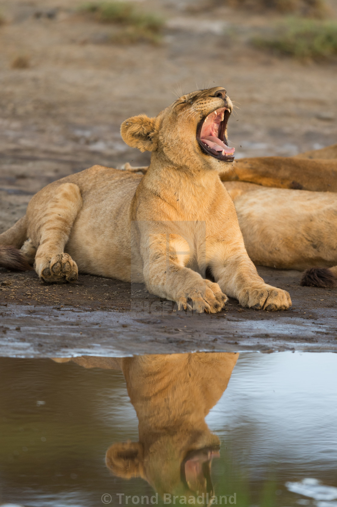 "Lion" stock image