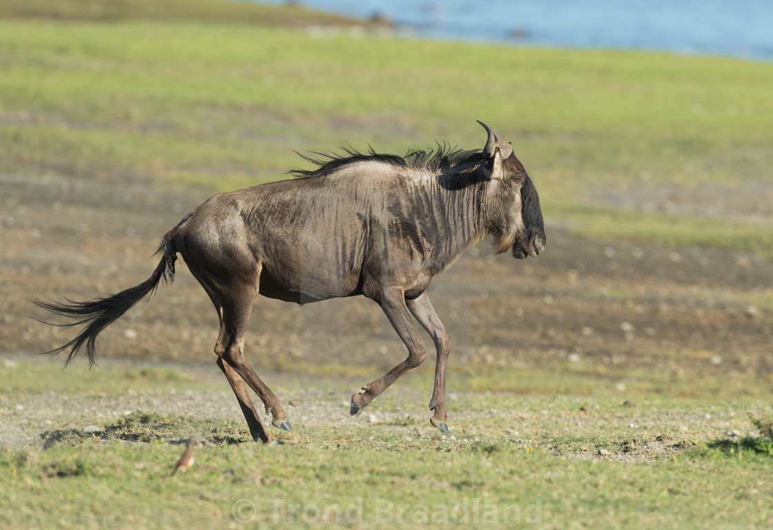 "Blue Wildebeest" stock image