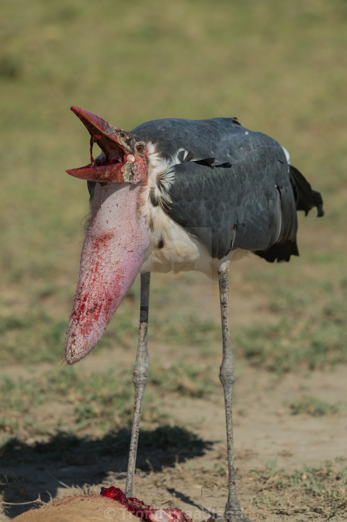 "Marabou stork" stock image