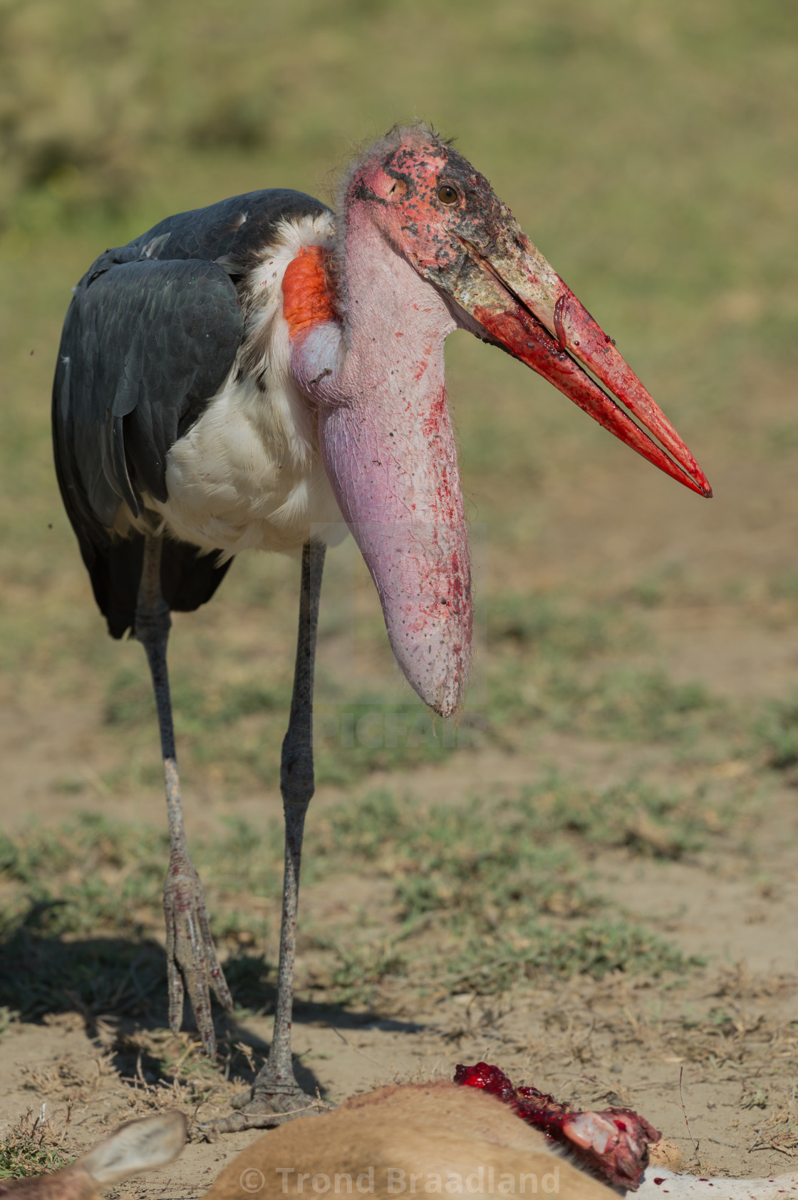 "Marabou stork" stock image