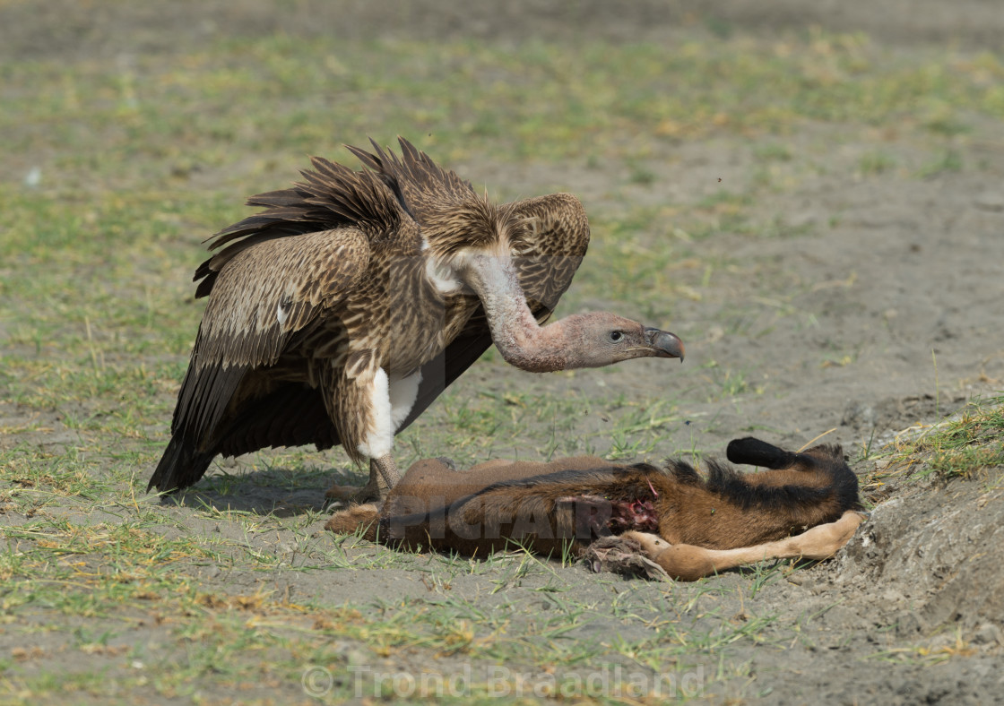 "Rüppell's vulture" stock image