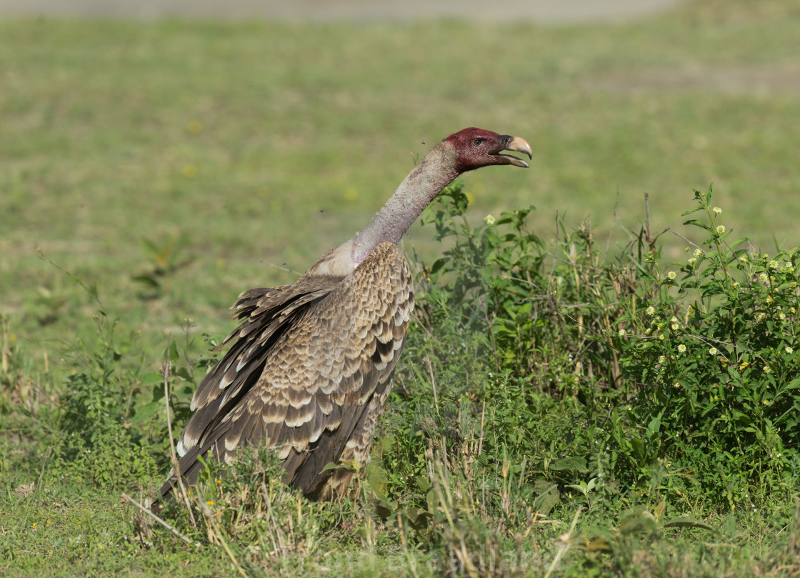 "Rüppell's vulture" stock image